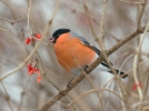 Bullfinch