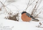 Bullfinch