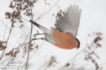 Bullfinch