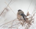 Bullfinch