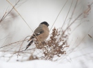 Bullfinch