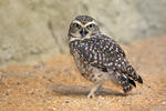 Burrowing Owl