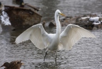 Burung Bangau Besar