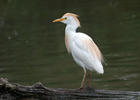 Burung Bangau Kendi