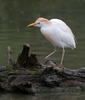 Burung Bangau Kendi