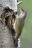 Burung Belatuk Gunung