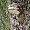 Burung Belatuk Sisik