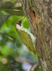 Burung Belatuk Sisik