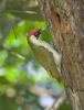 Burung Belatuk Sisik