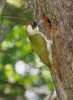 Burung Belatuk Sisik