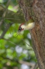 Burung Belatuk Sisik