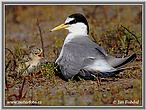 Burung Camar Kecil