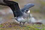Burung Camar Kejar Arktik