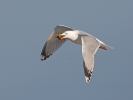 Burung Camar Melaka