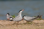 Burung Camar Siput