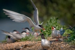 Burung Camar Siput