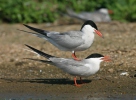 Burung Camar Siput