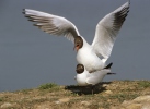 Burung Camar Topeng Hitam