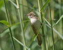 Burung Cekup Rumput