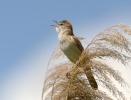 Burung Cekup Rumput