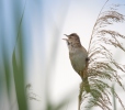 Burung Cekup Rumput