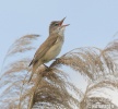 Burung Cekup Rumput