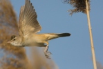 Burung Cekup Rumput