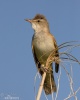 Burung Cekup Rumput