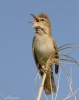 Burung Cekup Rumput