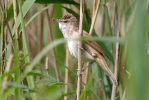 Burung Cekup Rumput