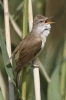 Burung Cekup Rumput