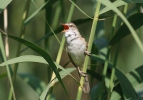 Burung Cekup Rumput