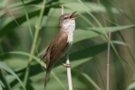 Burung Cekup Rumput