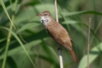 Burung Cekup Rumput