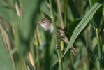 Burung Cekup Rumput