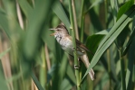 Burung Cekup Rumput