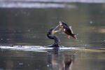 Burung Dendang Air