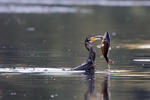 Burung Dendang Air