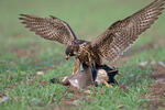 Burung Falko Belalang