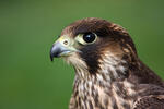 Burung Falko Belalang