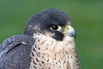 Burung Falko Belalang