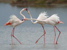 Burung Flamingo Besar