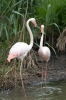 Burung Flamingo Besar