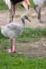 Burung Flamingo Besar