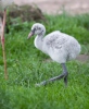 Burung Flamingo Besar