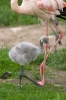 Burung Flamingo Besar