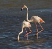 Burung Flamingo Besar