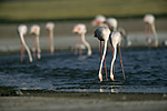 Burung Flamingo Besar