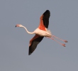 Burung Flamingo Besar