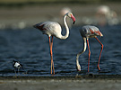 Burung Flamingo Besar